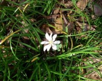 sanguinaria canadensis.jpg